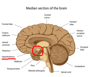hypothalamus