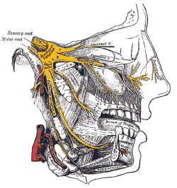 Trigeminal Nerve - key in migraine headache