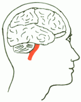 brain stem diagram